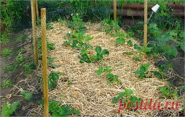 УЛУЧШЕНИЕ ПЛОДОРОДИЯ ВАШЕГО УЧАСТКА | Самоцветик