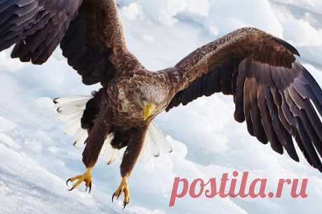 Google+