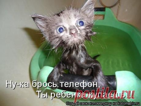 Котоматрица: Лучшие за всё время