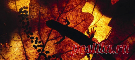 В Древней Греции его имя стало общим для разных полуводных существ, а в начале XIX века ученые назвали им маленькое земноводное. Знакомьтесь: тритон, одно из самых удивительных существ, населяющих воды Мирового океана.