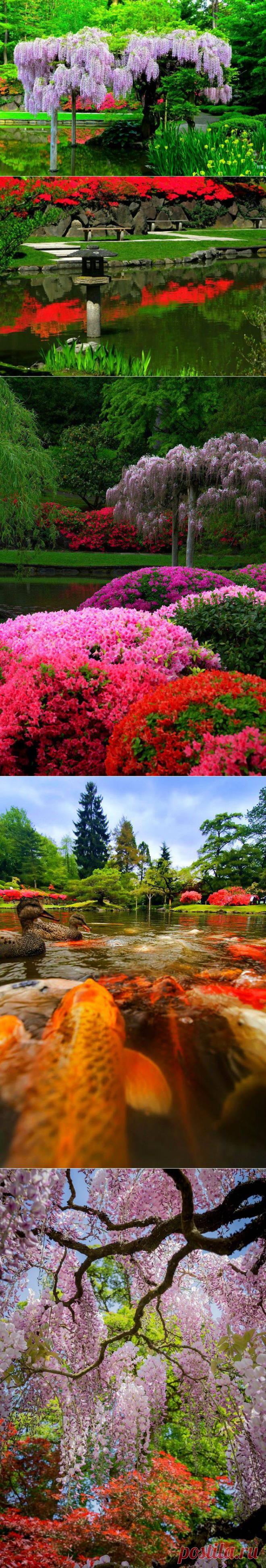 Японский сад в Сиэтле, фотопрогулка