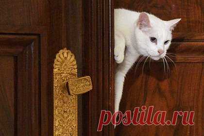 В Калининградской области приготовили подарок для котов из Эрмитажа. Администрация города Зеленоградск Калининградской области приготовила подарок для котов музея Эрмитаж. Коты получат в подарок миниатюру «Дома дракона» — достопримечательности Зеленоградска. Жилище для котов является точной копией строения. В нем находилась мастерская, где заказывал обувь писатель Гофман.