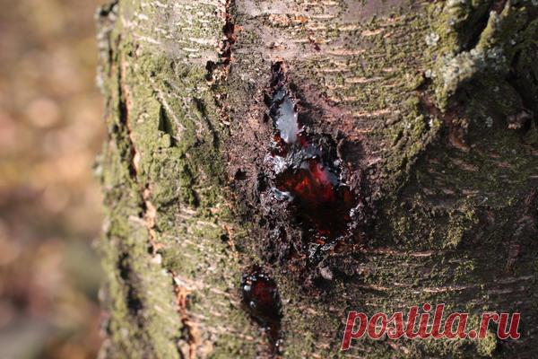 Камедетечение - Садоводка