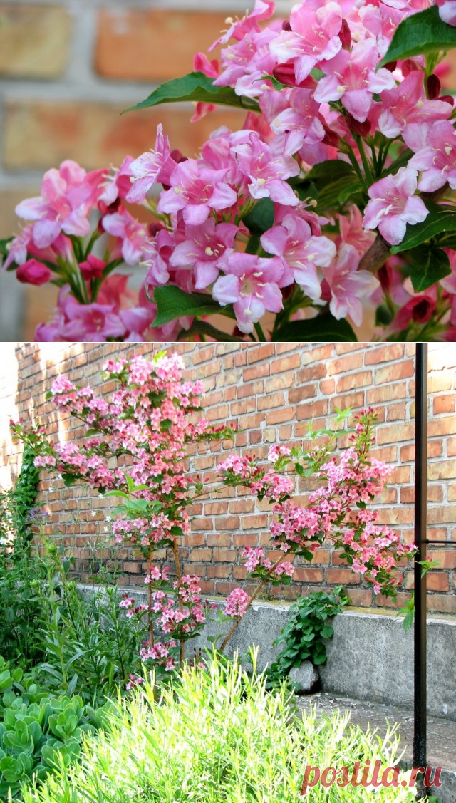 Вейгела — один из лучших цветущих кустарников весны. Размножение, уход, фото — Ботаничка.ru