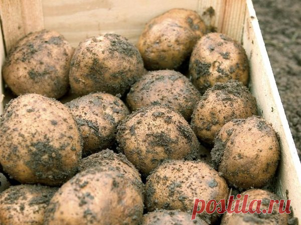 Картофель: новый способ посадки | Антонов Сад | Яндекс Дзен