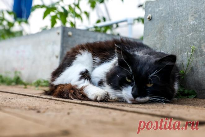 Коты Валаама | Валаамский монастырь | Яндекс Дзен