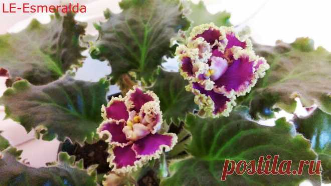 African Violet *Standard/Large* 2 Leaves Leaf Sets Cuttings MANY TO CHOOSE FROM | eBay