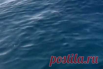 Двухметровая акула напугала рыбака и попала на видео. 21-летний рыбак ловил рыбу в порту Падстоу на северном побережье Корнуолла, когда к его маленькой надувной моторной лодке неожиданно подплыла двухметровая атлантическая сельдевая акула. Мужчина был одновременно обрадован и напуган встречей с редким хищником. Ему удалось запечатлеть этот момент на видео.