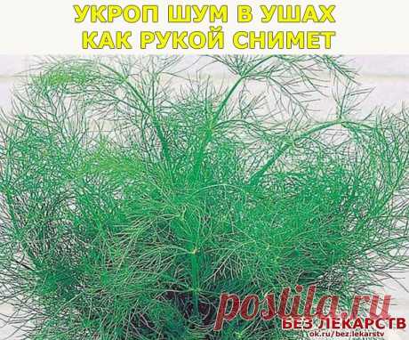 ЗАВАРИТЬ УКРОП ОТ ШУМА В УШАХ