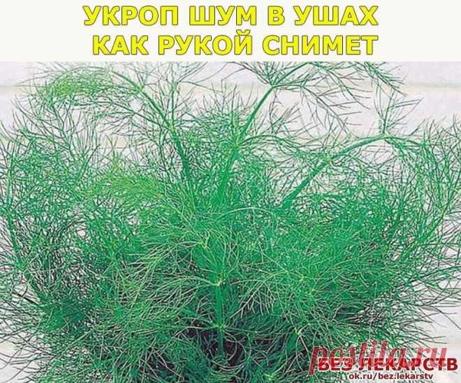 ЗАВАРИТЬ УКРОП ОТ ШУМА В УШАХ