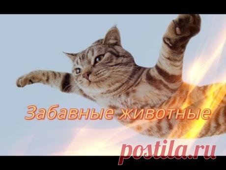 Прикольные и забавные животные.Позитив,Для детей.Fanny animals Создай себе хорошее настроение - YouTube