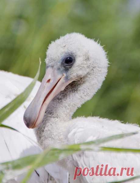 «Додо жив!» Птенец колпицы (Platalea leucorodia). Снимок сделан на реке у поселка Краснопартизанский в Ростовской области. Автор фото – Андрей Гилев: nat-geo.ru/photo/user/47969/