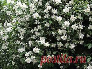 Чубушник - садовый "жасмин"