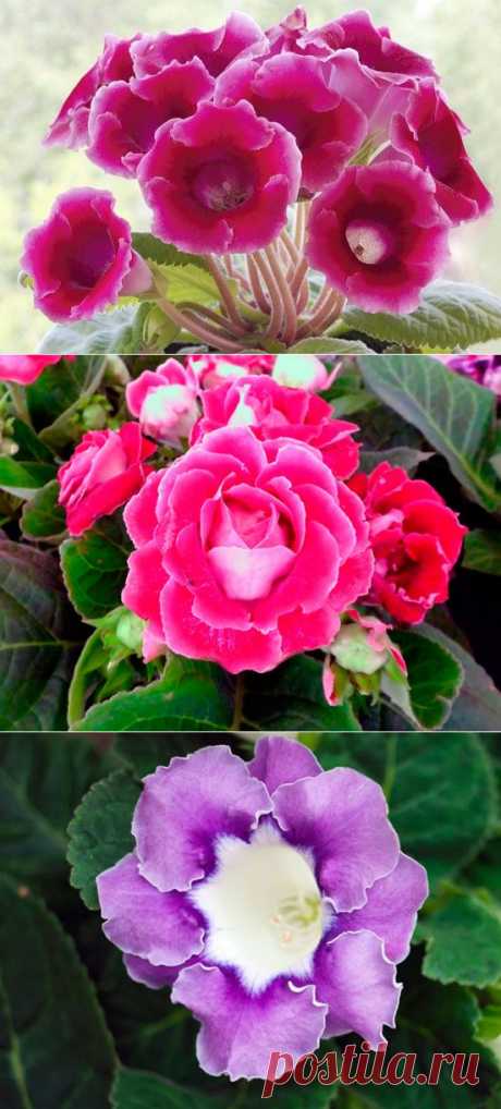 Глоксиния в домашних условиях