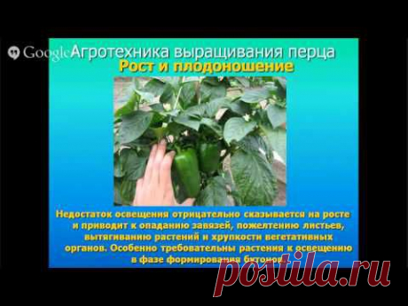 Вебинар - выращивание перца и баклажан