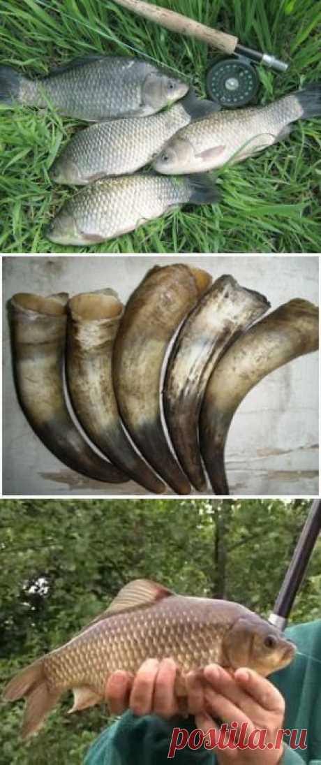 Карась и коровий рог