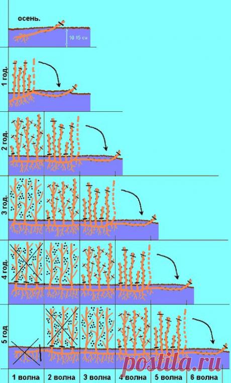 Пошаговая технология выращивания черной смородины и крыжовника.