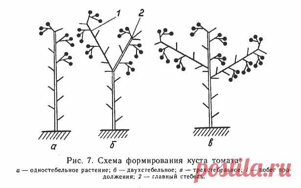 Формировка куста  томатов с учетом сорта
Формирование куста томатов в теплице зависит от сорта. Разные сорта требуют своеобразной схемы удаления пасынков:
		Индетерминантные — отличаются постоянным развитием главного ствола и регулярным плодоношением. Такие сорта формируются в 1 стебель с удалением дополнительных побегов, которые способствуют уменьшению количества плодов.
		Полудетерминантные — постоянное развитие стебля с прекращением роста при неблагоприятных условиях. Ф...