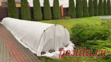 Садовое хобби | Розы. Укрываем розы на зиму эффективно и просто. Пересадки, посадки и другие работы завершены.