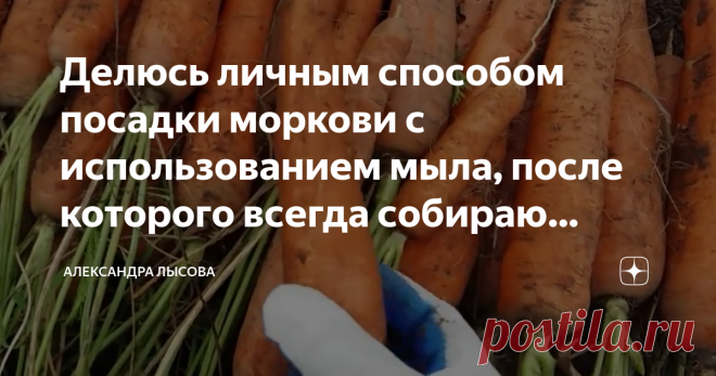 Делюсь личным способом посадки моркови с использованием мыла, после которого всегда собираю большой урожай Здравствуйте дорогие дачники и огородники!
В студенческом прошлом нас осенью посылали в совхозы для уборки урожая, причем чаще всего моркови. И какая же она была крупная, ровная, сочная!
Фото из личного архива автора
Когда у меня появился свой участок, мне, конечно, сразу же захотелось точно такую выращивать.
