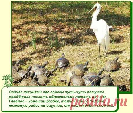 Хорошее настроение рядом