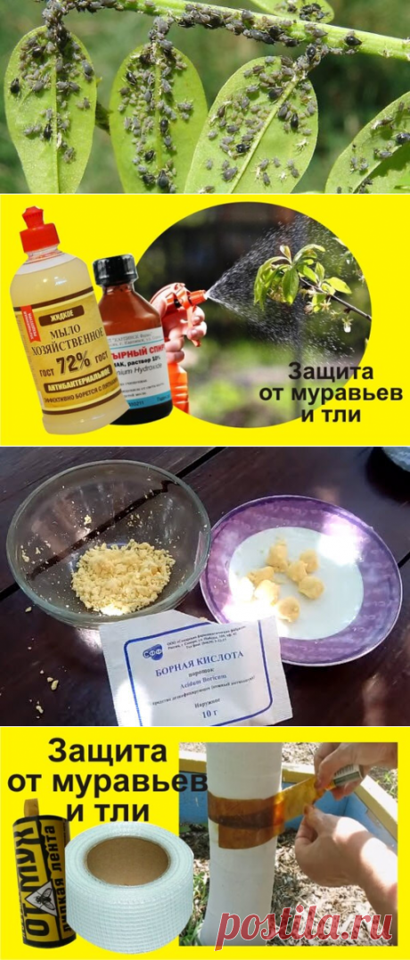 Как избавиться от муравьев и тли на участке навсегда: Отварить яйца, извлечь желток и добавить борную кислоту. На 1 желток – 2 чайн. ложки кислоты. Растереть и скатать руками небольшие шарики.