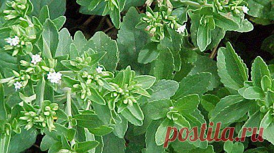 Стевия - сахарное растение, применение и лечение |