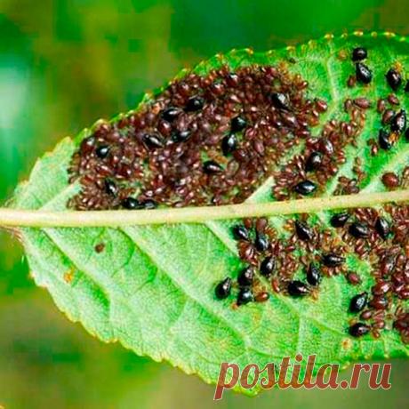 Вредитель комнатных и садовых растений Тля. Эти вредители часто поселяются на молодых листочках, побегах, цветоносах. Внешние признаки поражения — деформированные соцветия и верхушки побегов, сворачивание листьев и изменение их окраски, наличие на поверхности листовых пластинок выделений и экскрементов вредителей.