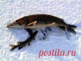 Рыбалка видео: Ловля щуки в декабре