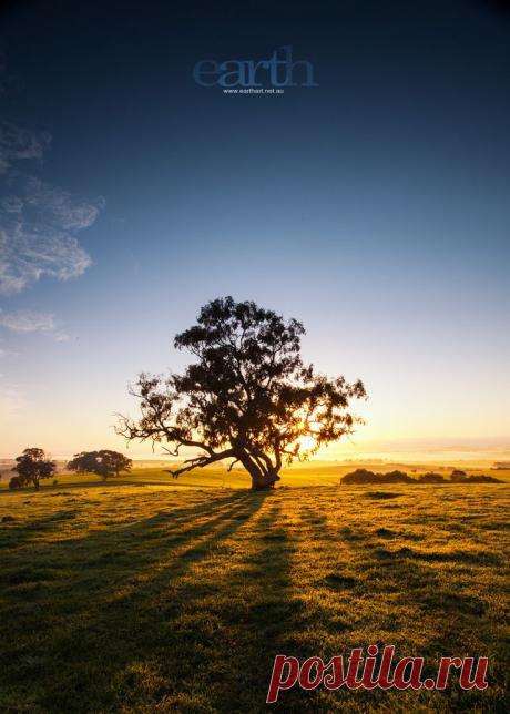 Misaki S  Tree &amp; Path