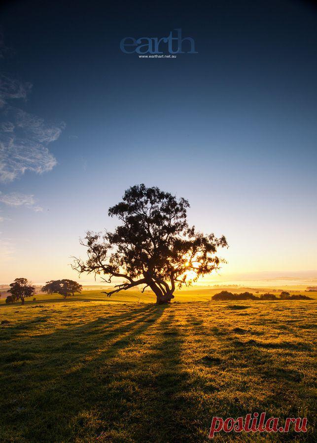 Misaki S  Tree & Path