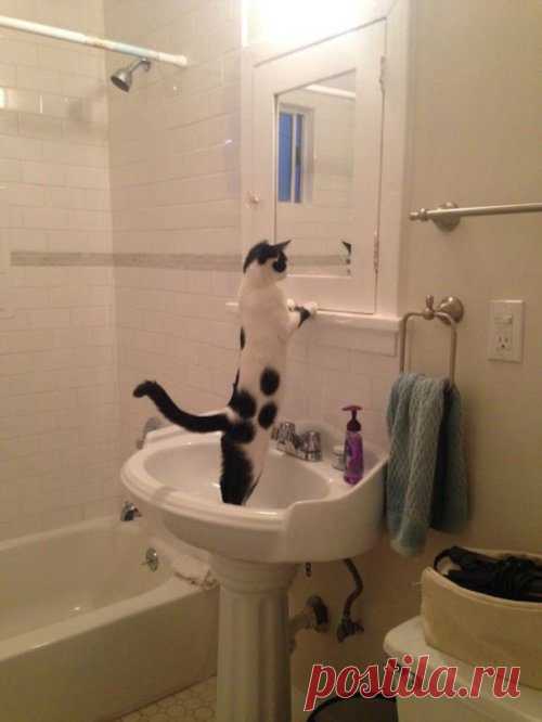 Котоприколы / Питомцы
