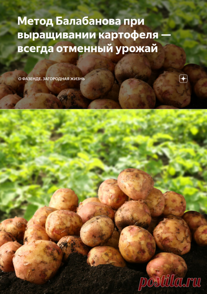 Метод Балабанова при выращивании картофеля — всегда отменный урожай | О Фазенде. Загородная жизнь | Яндекс Дзен
