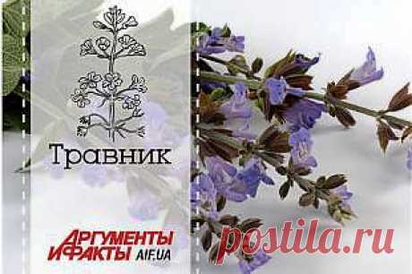 Травник АиФ: Почему шалфей называют священной травой | Здоровая жизнь | Здоровье | АиФ Украина