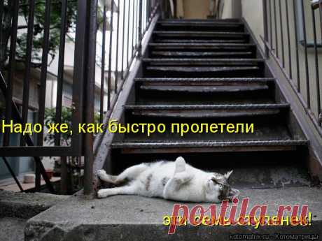 kotomatritsa_-u.jpg (Изображение JPEG, 750 × 562 пикселов)