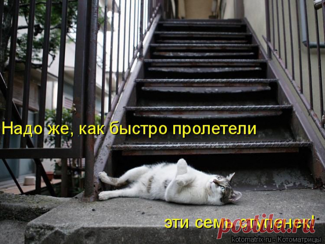 kotomatritsa_-u.jpg (Изображение JPEG, 750 × 562 пикселов)