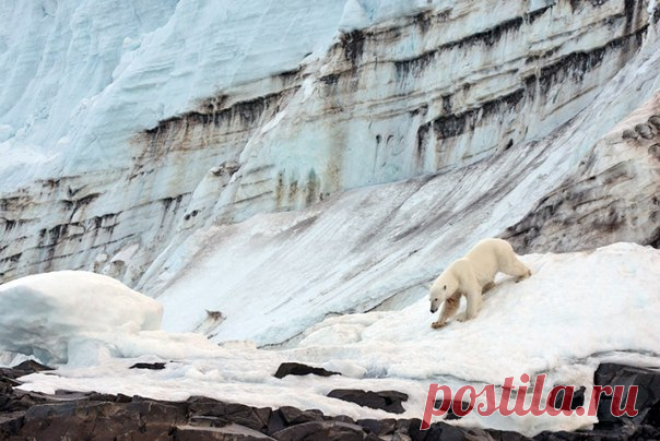 В 2013 году National Geographic организовал важную экспедицию на Землю Франца-Иосифа и теперь надеется получить премию «Хрустальный Компас». Мы в редакции уже проголосовали и теперь просим об этом вас.