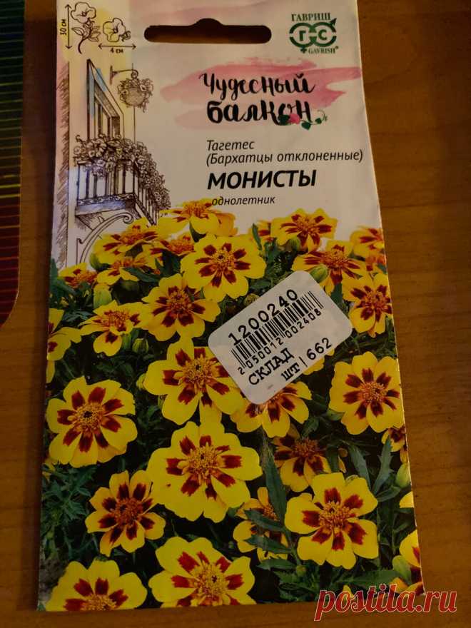 Наконец у меня выросли низкорослые бархатцы. Сорта Маленький герой, Алюмиа Ванилла крем, Монисты | Городские в деревне | Дзен
