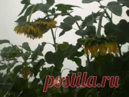 "Не копать, не поливать, не удобрять" Кизима Г.А.