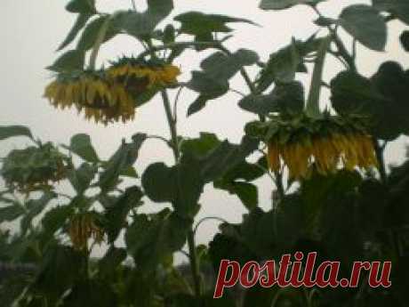 &quot;Не копать, не поливать, не удобрять&quot; Кизима Г.А.