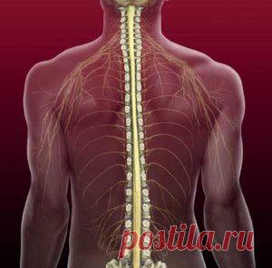 Лечение сколиоза позвонков дома своими руками | Медицинский  портал - древо жизни