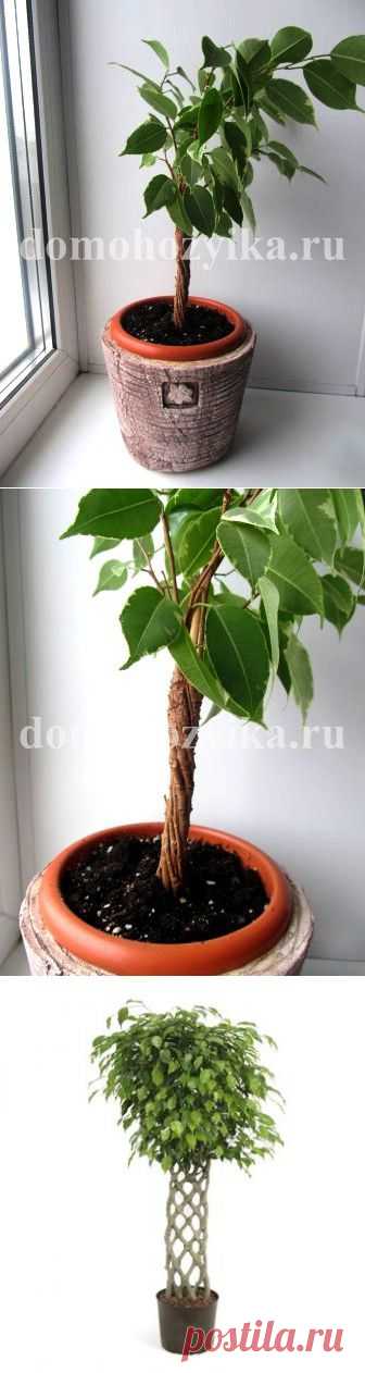 Сращивание стволов фикуса