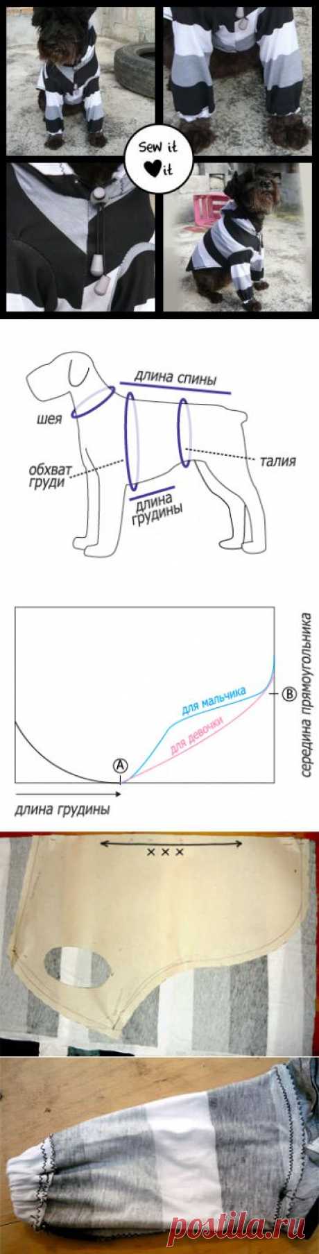 Как сшить ветровку для собаки (инструкция с выкройкой).