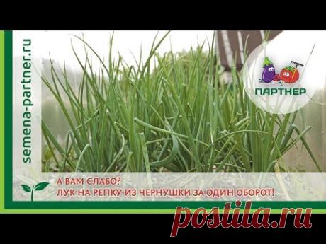 А ВАМ СЛАБО? Лук на репку из чернушки за один оборот!