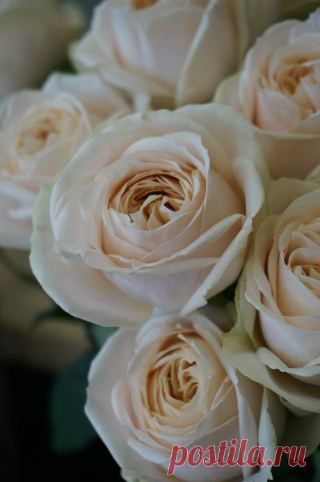 (18) fleurs trémolo フルール トレモロ