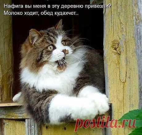 Барсик на отдыхе в Простоквашино