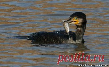 Рыбалка на озере Балхаше! - """В ГАРМОНИИ С ПРИРОДОЙ! - Группы Мой Мир