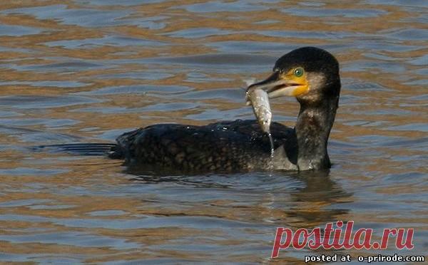 Рыбалка на озере Балхаше! - 