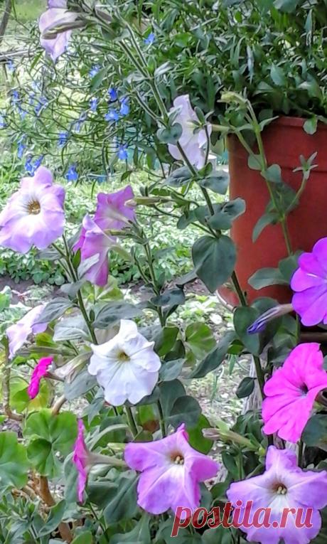 петуния многоцветковая
