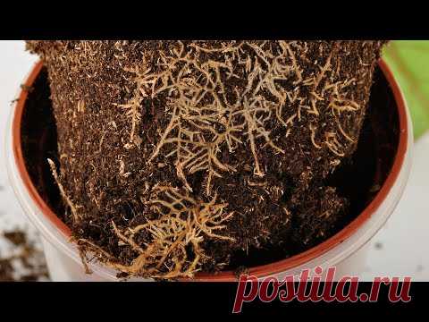 Скорость наращивания корневой системы после пересадки